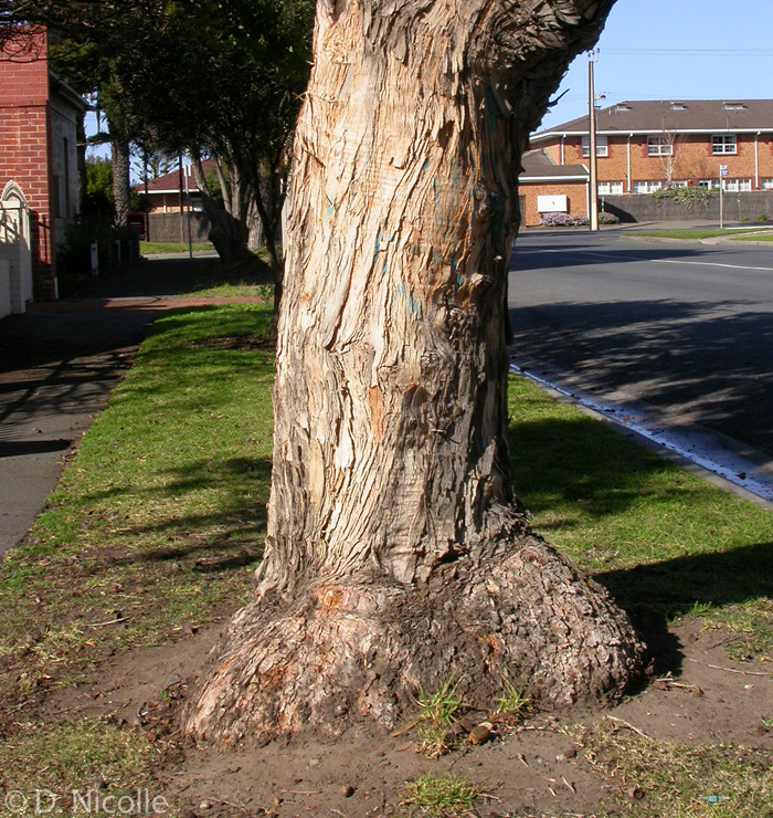 Eucalyptus hispida dwarf tree lignotuber structural street
