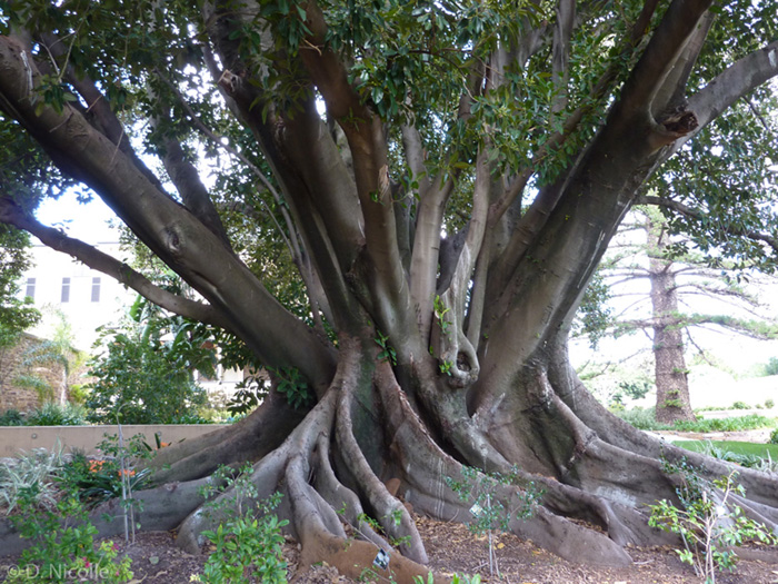 Ficus macrophylla Moreton Bay fig tree Adelaide roots