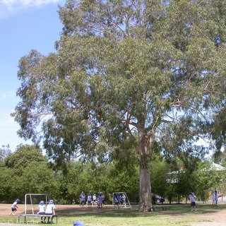 Eucalyptus citriodora lemon scented gum risk management tree