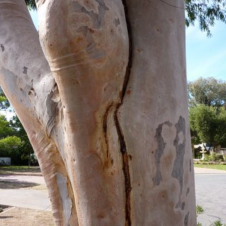 Eucalyptus citriodora lemon scented gum structural failure trunk