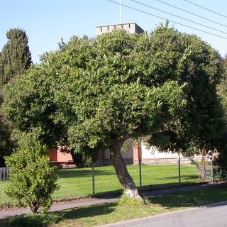 Eucalyptus hispida dwarf street tree South Australia