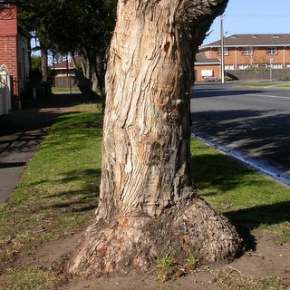 Eucalyptus hispida dwarf tree lignotuber structural street