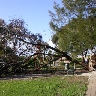 Eucalyptus occidentalis yate tree failure risk safety winds