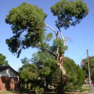 Eucalyptus petiolaris blue gum branch failure risk safety