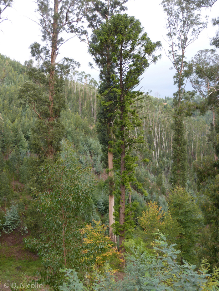 Araucaria bidwillii Bunya pine Portugal tallest