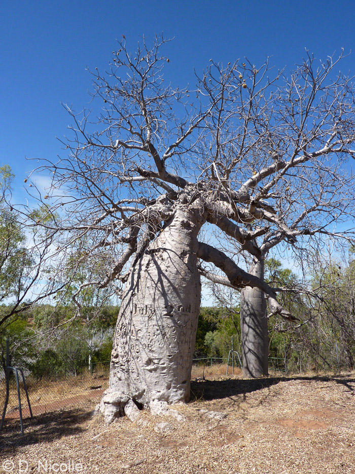 Gregory Tree Adansonia gregorii Timber Creek