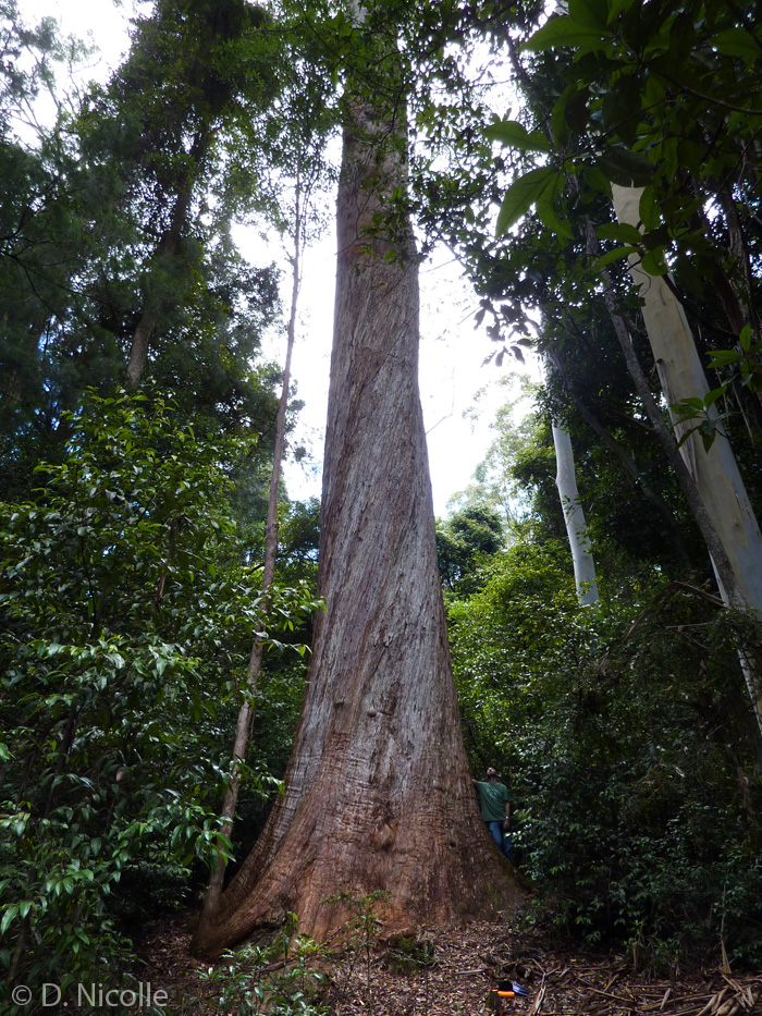 Jack Feeny Tree Eucalyptus microcorys tallowwood