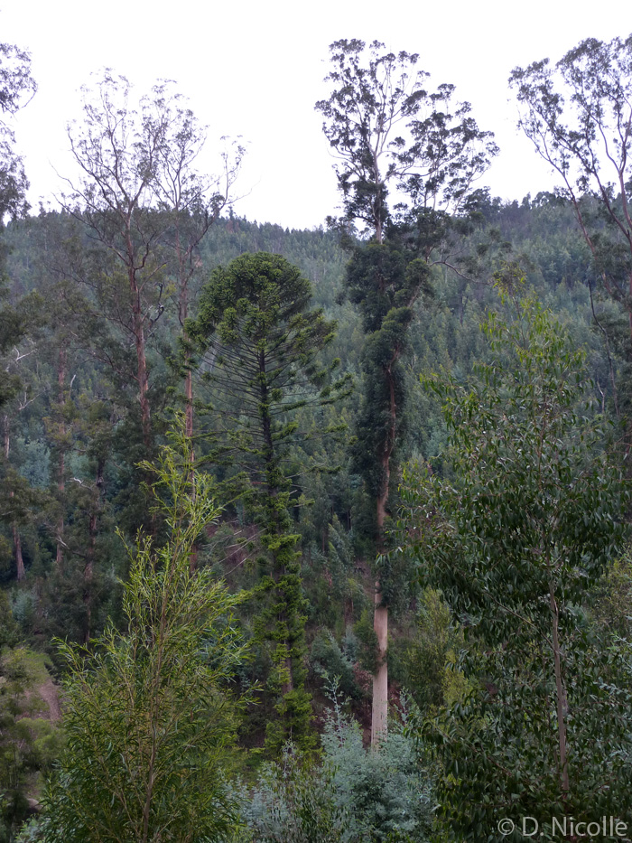 Karri Knight Eucalyptus diversicolor tallest tree Europe