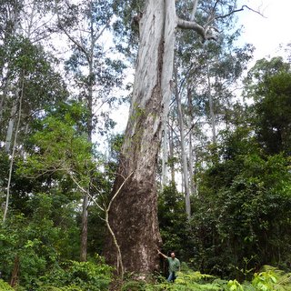 eucalyptus dunnii