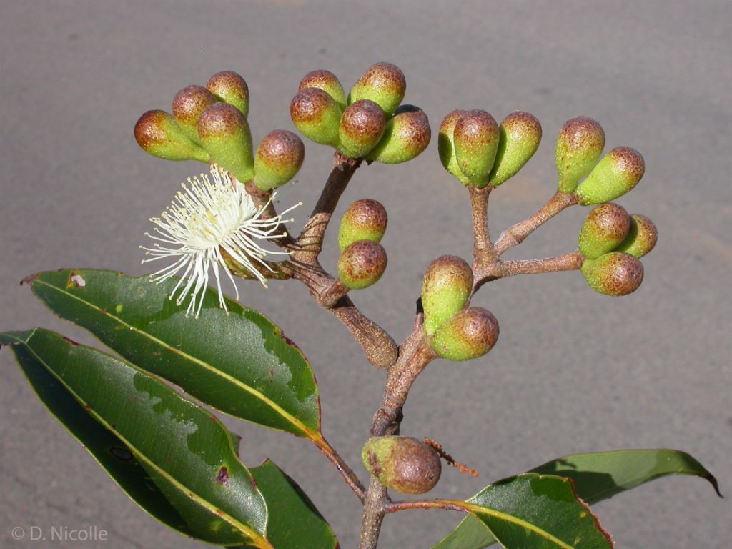 Eucalyptus abergiana Queensland