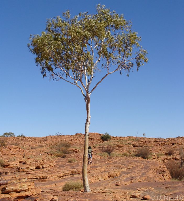 Eucalyptus aparrerinja Kings Canyon tree
