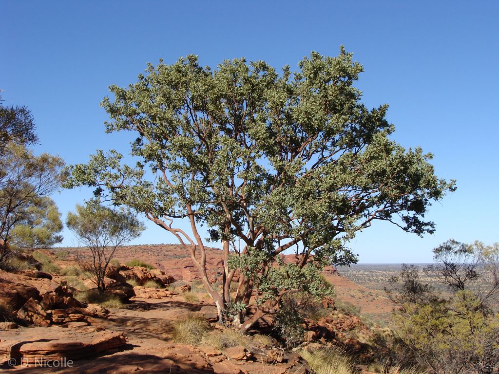 Eucalyptus aparrerinja Kings Canyon