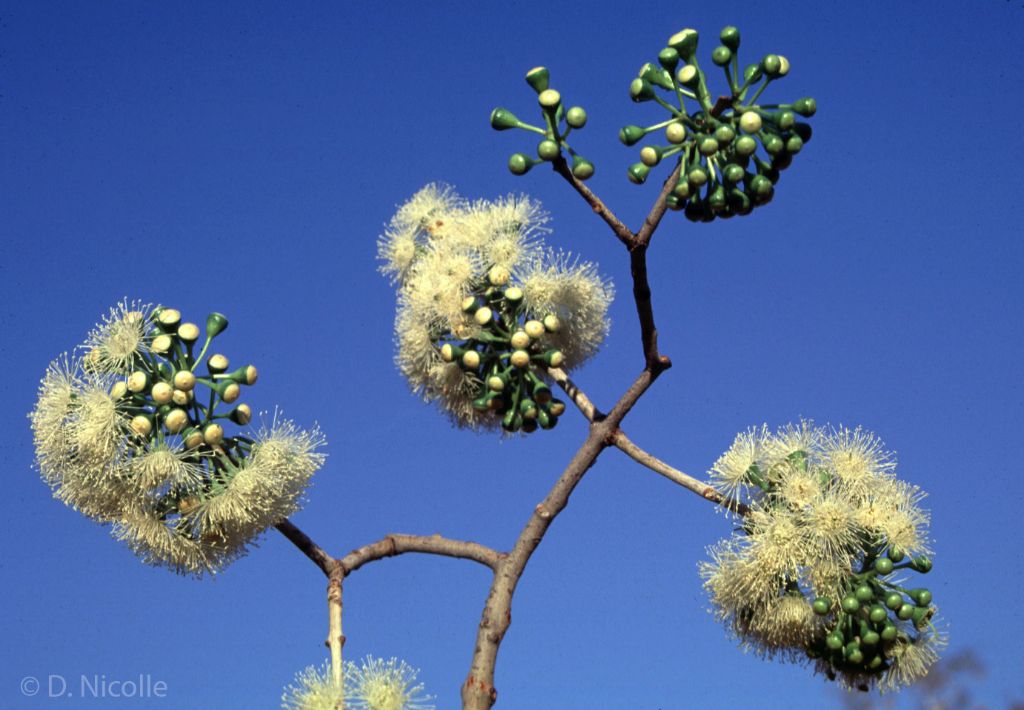 Eucalyptus confertiflora deciduous flowers