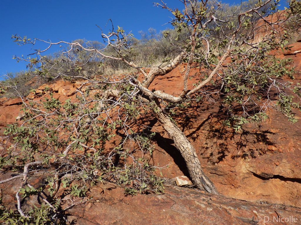 Eucalyptus deserticola Augustus