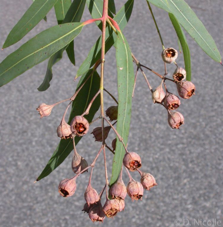 Eucalyptus florida