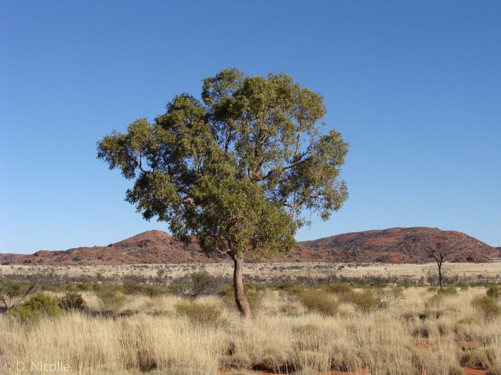 Eucalyptus opaca bloodwood