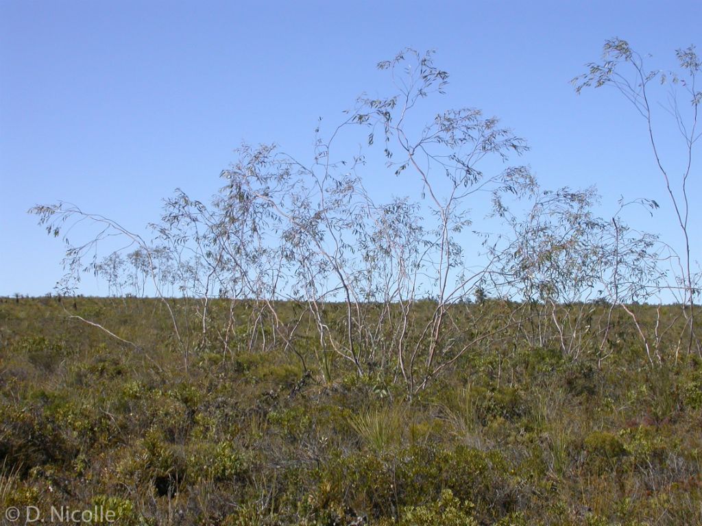 Eucalyptus pendens weeping mallee