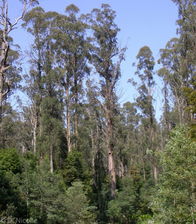 Eucalyptus-regnans-mountain-ash