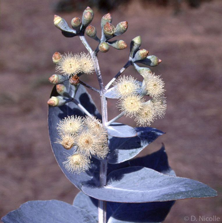 Eucalyptus shirleyi flowers