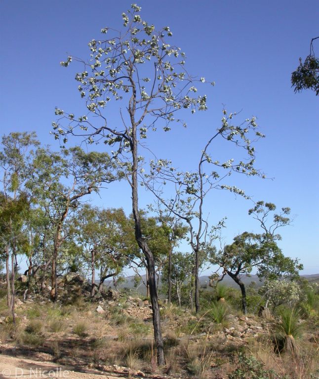 Eucalyptus shirleyi ironbark Queensland