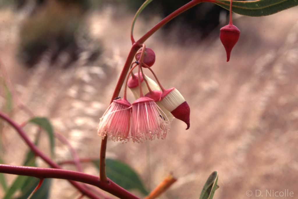 Eucalyptus synandra flowers