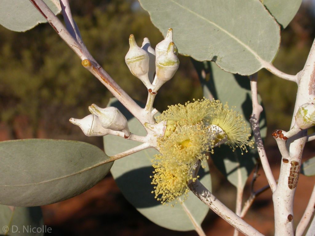 Eucalyptus vokesensis