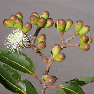 Eucalyptus abergiana Queensland