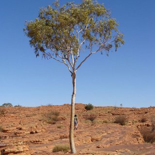 Eucalyptus aparrerinja Kings Canyon tree