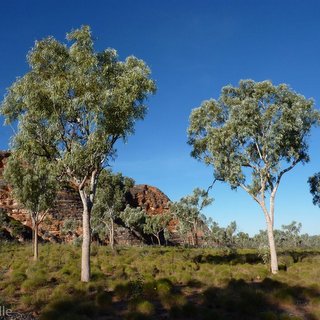 Eucalyptus collina Bungle