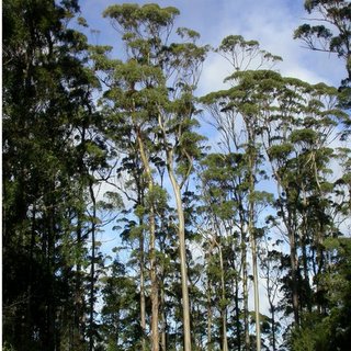 Eucalyptus globulus Tasmanian blue gum