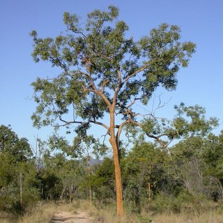 Eucalyptus leichhardtii Queensland yellowjacket