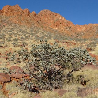 Eucalyptus melanophloia nana mallee ironbark