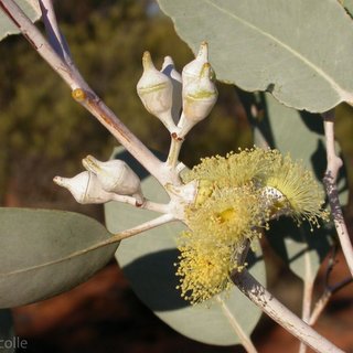Eucalyptus vokesensis South Australia
