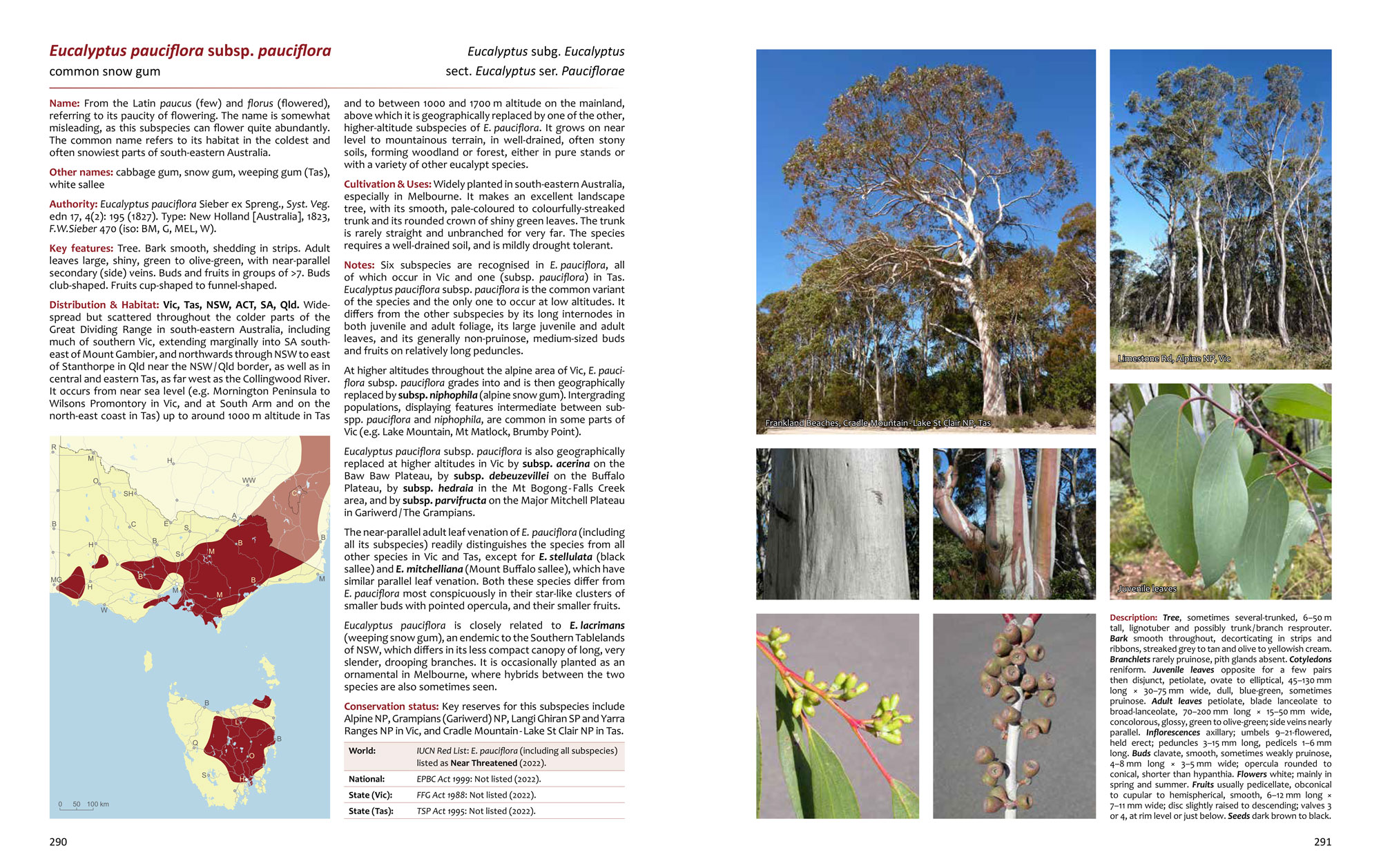 Eucalyptus pauciflora subsp. pauciflora sample page