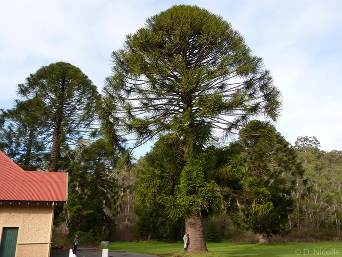 Araucaria bidwillii Bunya pine specimen cones hazard
