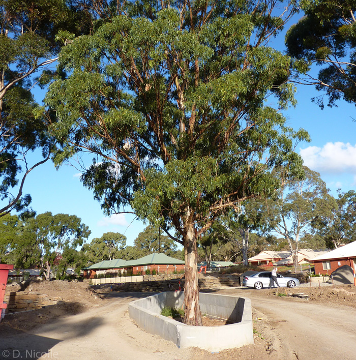 Eucalyptus globulus Tasmanian blue gum development Tree Protection Zone TPZ