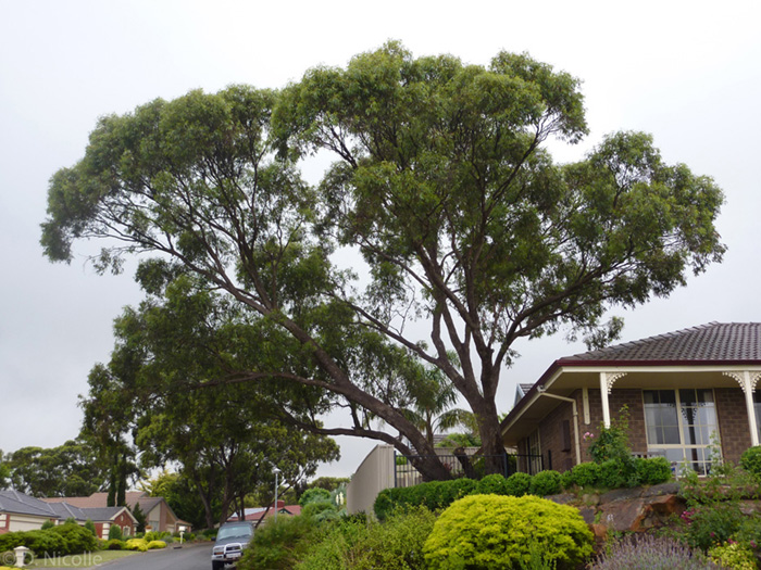 Eucalyptus microcarpa grey box urban risk safety