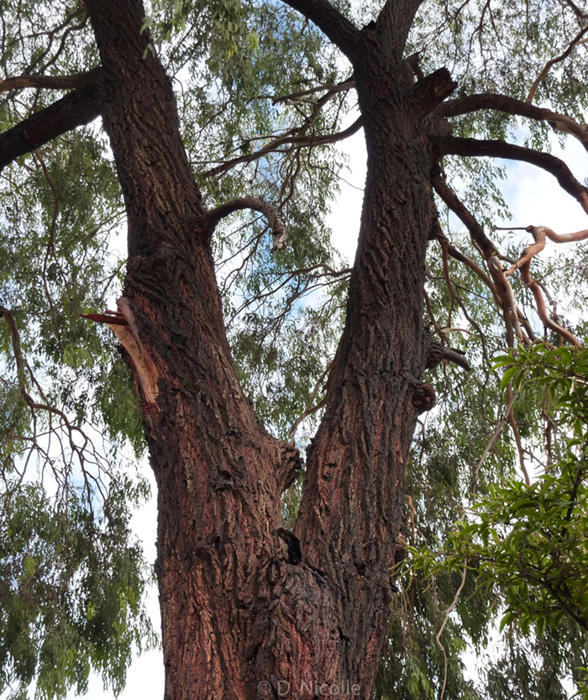 Eucalyptus sideroxylon red ironbark bifurcation structure risk failure