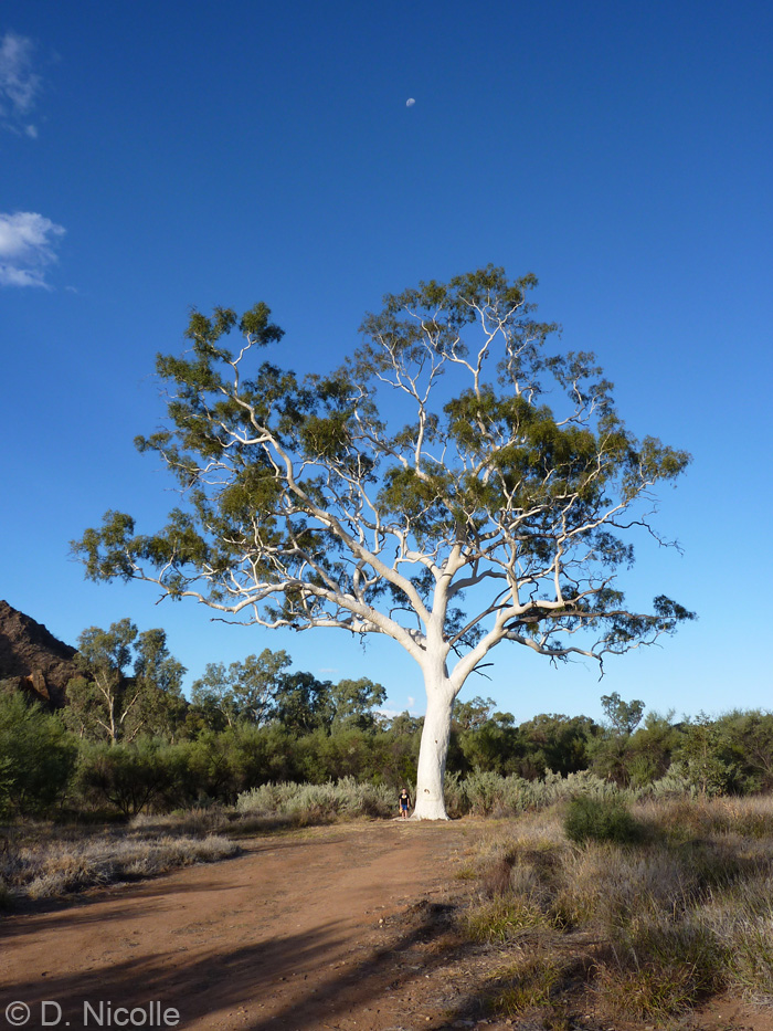Ghost gum Eucalyptus aparrerinja Trephina Gorge