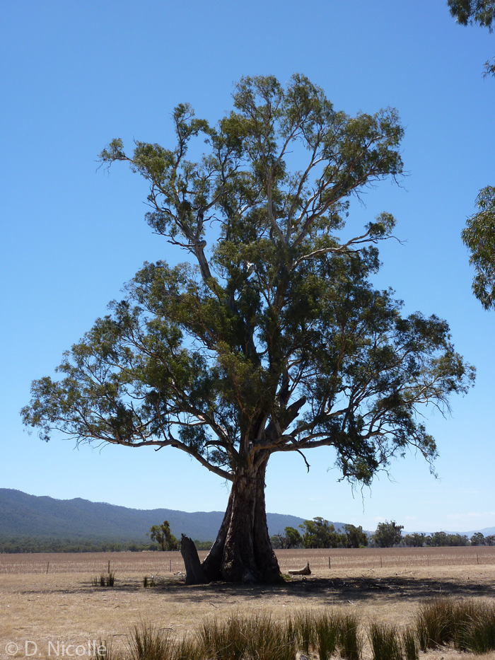 Old Emu Foot Eucalyptus camaldulensis red gum Melrose