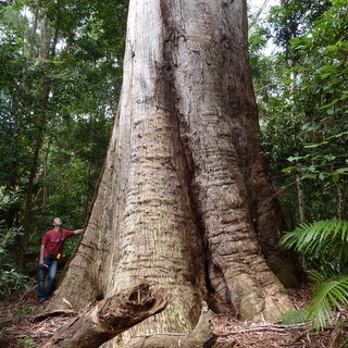 Bird Tree Eucalyptus pilularis blackbutt