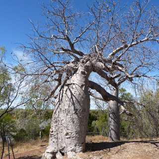 Gregory Tree Adansonia gregorii boab Timber Creek