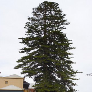 Norfolk Island pine Araucaria heterophylla Port Elliot