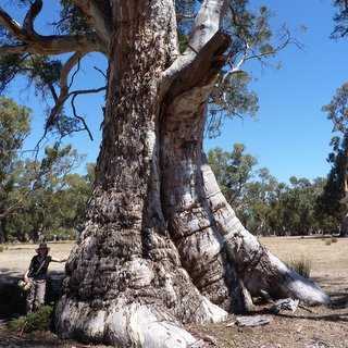 Old Emu Foot Eucalyptus camaldulensis red gum