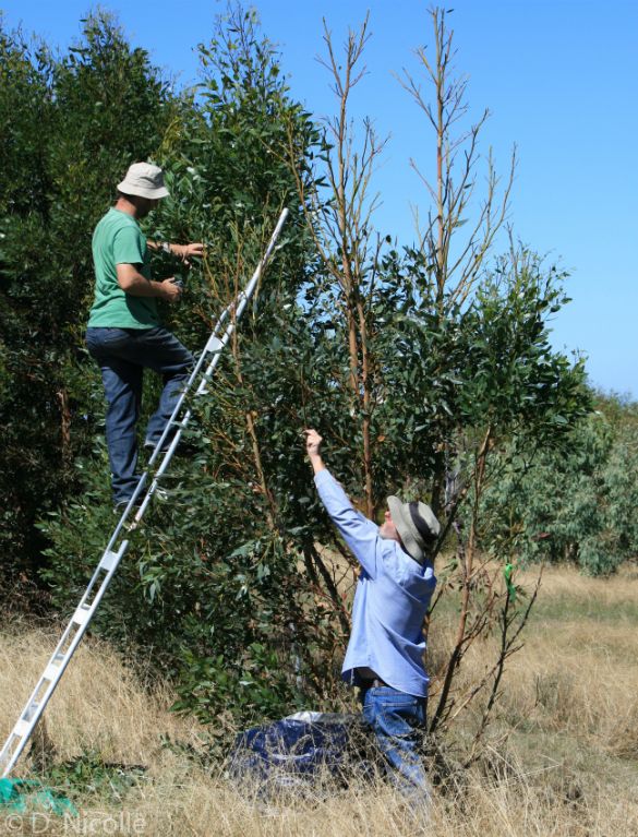 Eucalyptus utilis regeneration study CCA