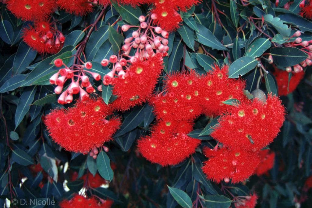 Corymbia ficifolia red flowering gum