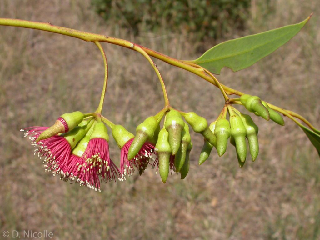 Eucalyptus astringens redacta pink