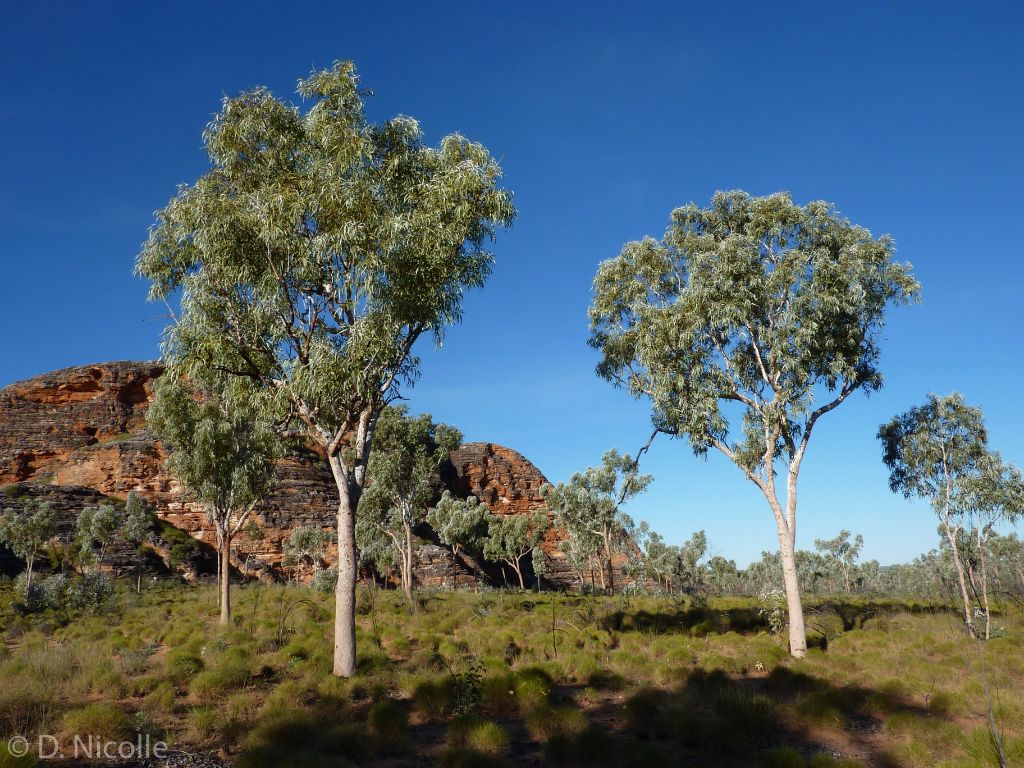 Eucalyptus collina Bungle