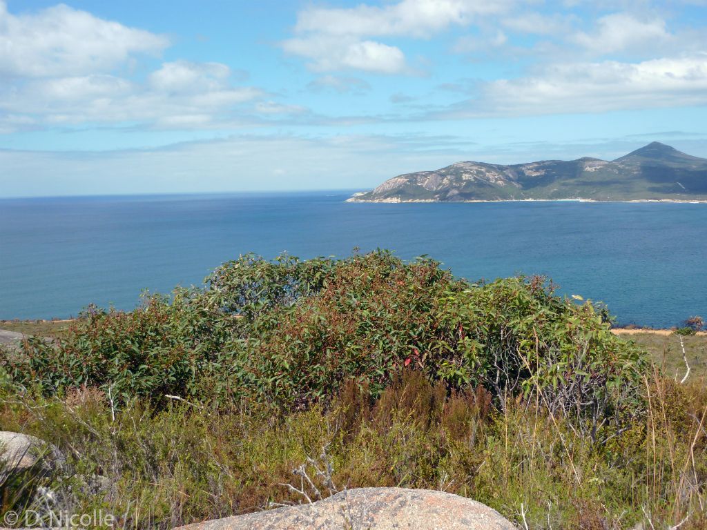 Eucalyptus ficifolia red flowering gum Western Australia