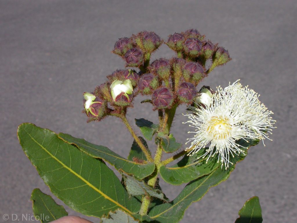 Eucalyptus hispida dwarf flowers